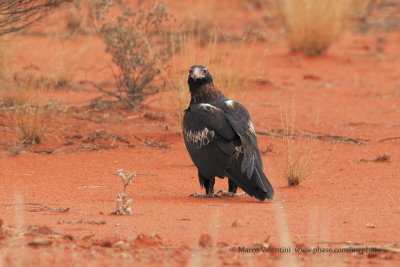 Wedge-tailed eagle - Aquila audax