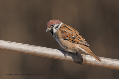 Tree sparrow - Passer montanus