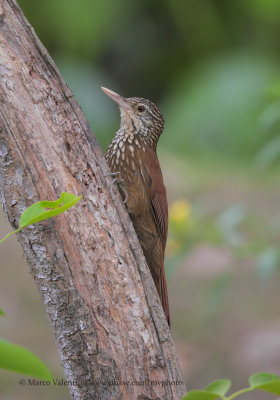 Straight-billed woodcreeper - Dendroplex picus