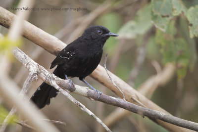 Mato Grosso Antbird - Cercomacra melanaria