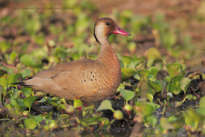 Brazilian teal - Amazonetta brasiliensis