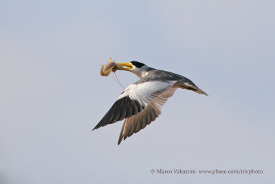 Large-billed Tern - Phaetus simplex