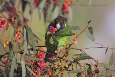 Australian ringneck - Barbardius zonarius