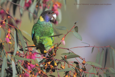 Australian ringneck - Barbardius zonarius