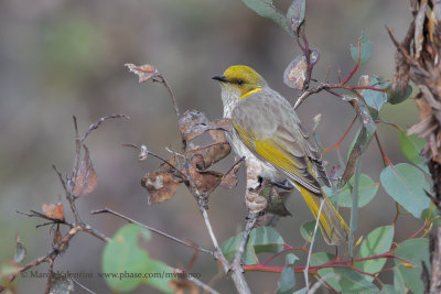 Yellow-plumed Honeyeater - Ptilotula ornata