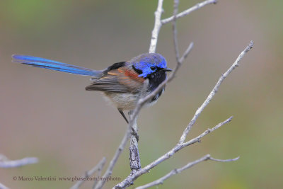 Blue-breasted Fairy-wren - Malurus pulcherrimus