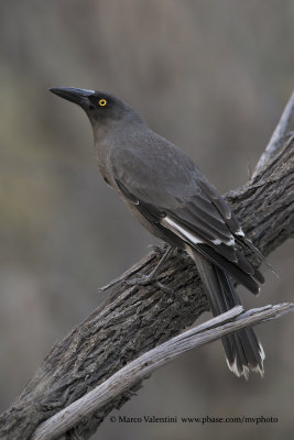 Gray Currawong - Strepera versicolor