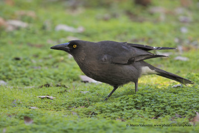 Gray Currawong - Strepera versicolor