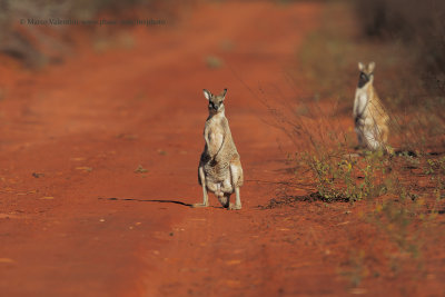 Agile Wallaby - Macropus agilis