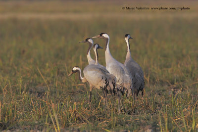 Eurasian Crane - Grus grus