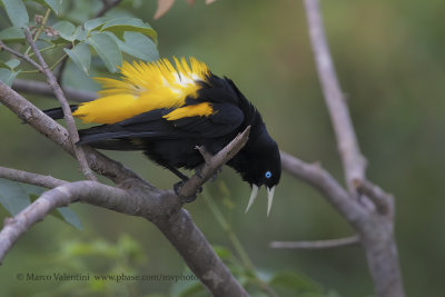 Yellow-rumped Cacique - Cacicus cela