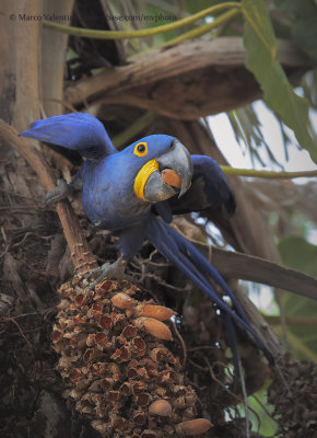 Hyacinth macaw - Anadorhyncus hyacinthinus 