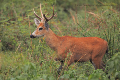 Marsh Deer - Blastocerus dichotomus