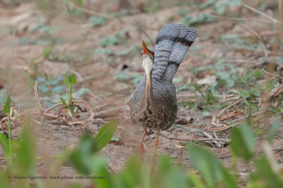 Sunbittern - Eurypiga helias