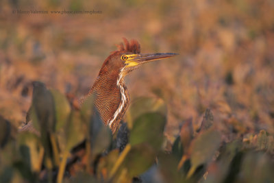 Rufescent tiger heron - Tigrisoma lineatum