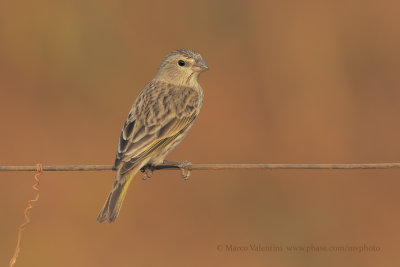 Saffron finch - Sicalis flaveola