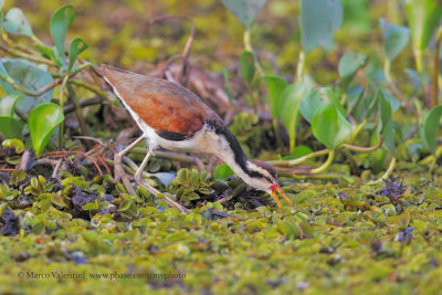 Jacana - Jacana jacana