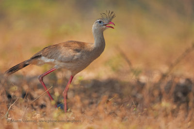 Red-legged Seriema - Cariama cristata