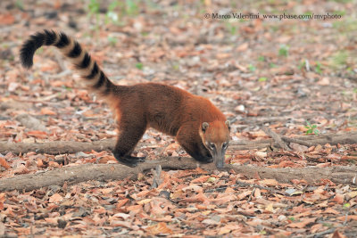 Coati - Nasua narica