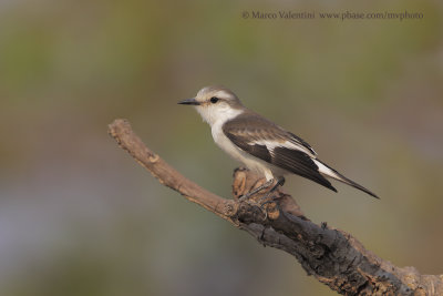 White-rumped Monjita - Xolmis velatus