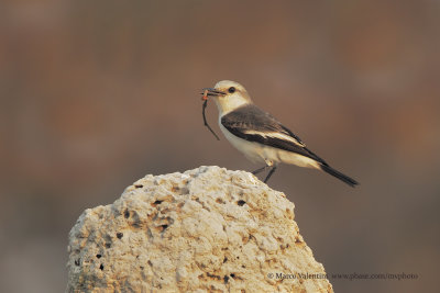 White-rumped Monjita - Xolmis velatus