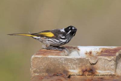 New Holland Honeyeater - Phylidonirys hovaehollandiae