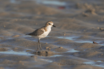 Mongolian plover - Anarhyncus mongolus