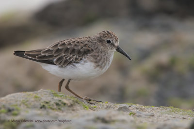 Least Sandpiper - Calidris minutilla
