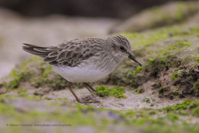 Least Sandpiper - Calidris minutilla