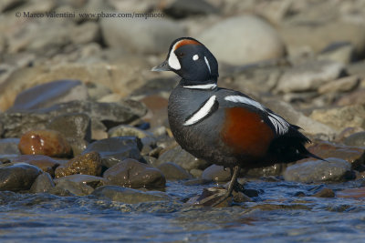 Harlequin Duck - Histrionicus histrionicus