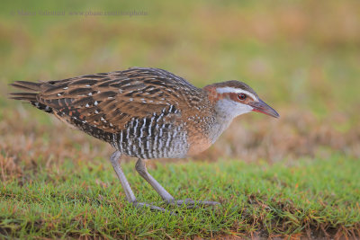 Buff-banded Rail - Gallirallus philippensis