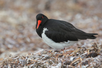 Australian Pied Oystercatcher - Haematopus longirostris