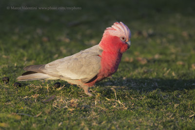 Galah - Eolophus roseicapilla