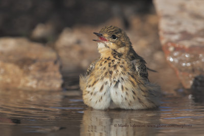 Tree Pipit - Anthus trivialis