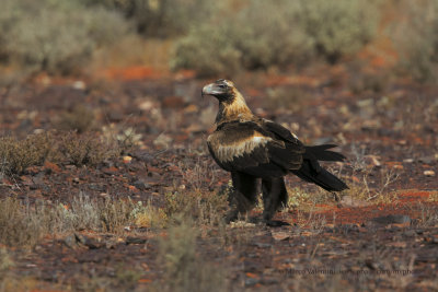 Wedge-tailed Eagle - Aquila audax