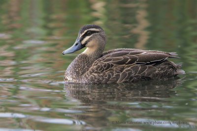 Pacific Black Duck - Anas superciliosa