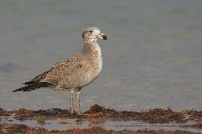 Pacific Gull - Larus pacificus
