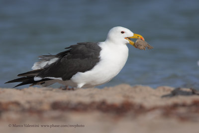 Pacific Gull - Larus pacificus