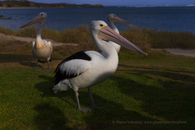 Australian Pelican - Pelecanus conspicillatus