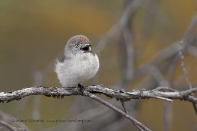 Chestnut-rumped Thornbill - Acanthiza uropygialis