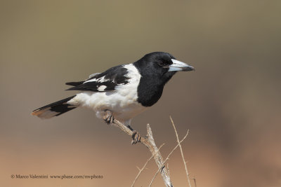 Pied Butcherbird - Cracticus nigrogularis