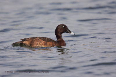 Hardhead - Aythya australis