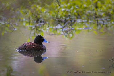 Blue-billed Duck - Oxyura australis