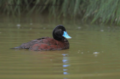 Blue-billed Duck - Oxyura australis