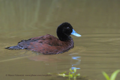 Blue-billed Duck - Oxyura australis