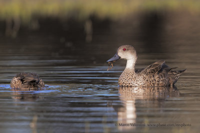 Grey Teal - Anas gracilis