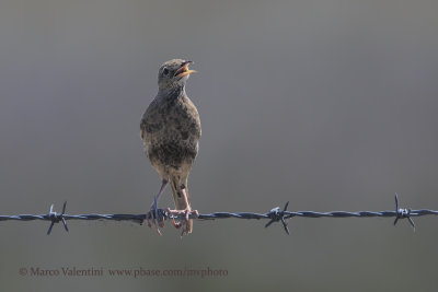 Brown Songlark - Cincloramphus cruralis