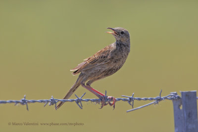 Brown Songlark - Cincloramphus cruralis