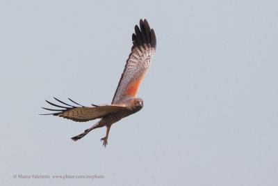 Spotted harrier - Circus assimilis