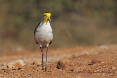 Spur-winged plover - Vanellus miles